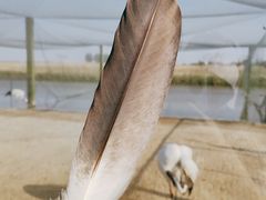 -盐城丹顶鹤湿地生态旅游区