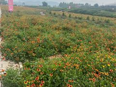 -君乐宝优致牧场