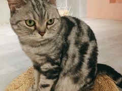 -猫儿山۰猫主题餐厅
