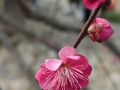 -无锡梅园公园