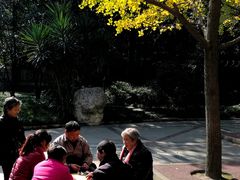 -神仙树公园
