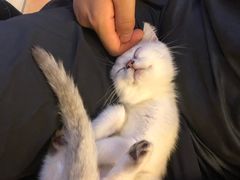 -东方名猫馆·英短金渐层布偶猫舍(环线广场1号楼店)