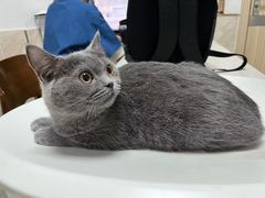 -阿荣24H宠物医院·综合型转诊中心·CT·核磁影像中心