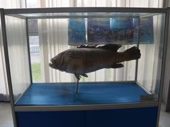 -上海海洋大学鱼文化博物馆(军工路校区)