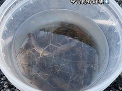 -DGE季风钓虾营地·团建·聚会