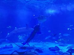 -石家庄海洋公园