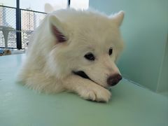 -怪兽屋·羊驼·猫咖·狗咖(俊华广场店)