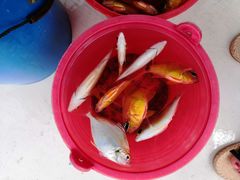 -小猫钓鱼海钓俱乐部(椰梦长廊店)