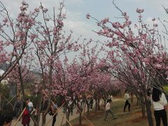 -天适樱花悠乐园