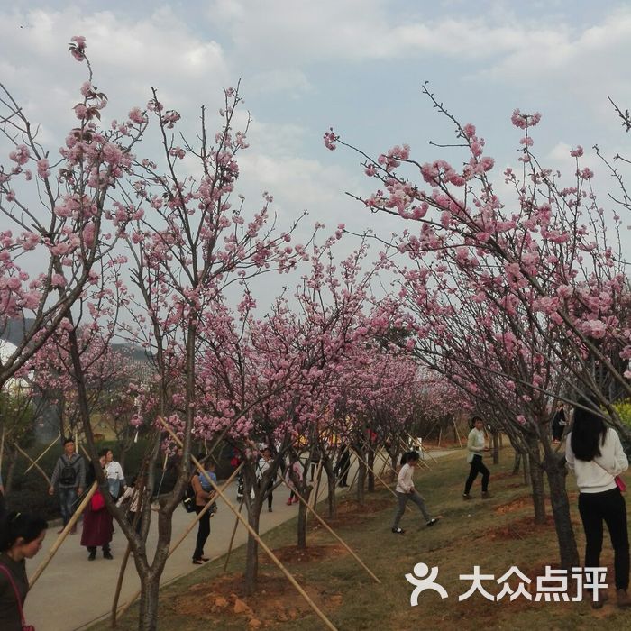 天適櫻花悠樂園