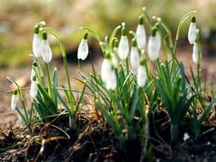 -花木兰花艺MULAN(温馨花园店)