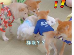 -逗柴咖啡屋·狗咖猫咖宠物桌游
