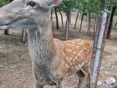 -秦皇岛野生动物园