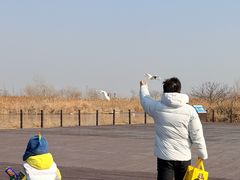 -盐城丹顶鹤湿地生态旅游区