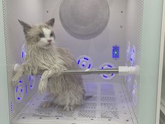 -爱洗澡的猫(天河路店)