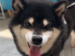 -美联众合爱康动物医院•复杂内科•肿瘤科•牙科•腔镜诊疗中心