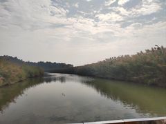 -大湾区中央湿地公园