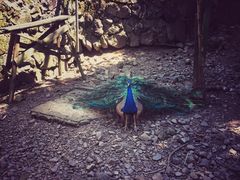 -藏龙百瀑风景区