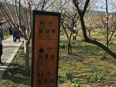 -香雪海