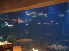 -海棠湾洲际-涛·海底餐厅·美人鱼·自助餐·海底隧道
