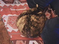 -Sirena海妖日咖夜酒