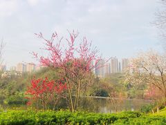 景点-重庆彩云湖湿地公园