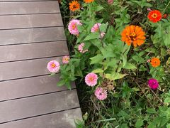 -田园东方蜜桃村的田野营地