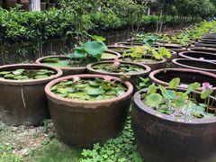 -鄞州雪菜博物馆