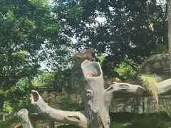 -海南热带野生动植物园