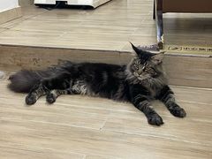 -李小姐の猫咖啡馆(五角场店)