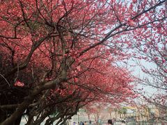 -白塘生态植物园