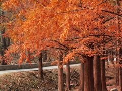 -白水寺森林公园