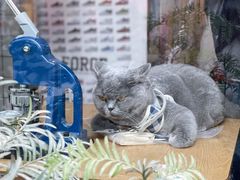 -野狗商店(瑞光店)