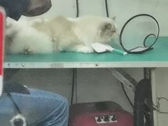 -酷狗靓猫宠物·洗护·美容·寄养(航北路店)