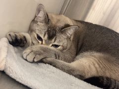 -瑞派康怡24h宠物医院·犬猫医疗中心·微创绝育(瑞景分院)