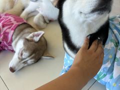 -怪兽屋·羊驼·猫咖·狗咖(俊华广场店)