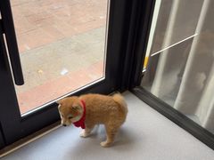 -宠物星动物医院·眼科·异宠·猫科(江南大道总院)