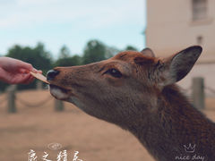 -奈良公园