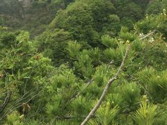 -王顺山国家森林公园