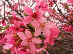 -天适樱花悠乐园