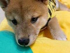 -逗柴咖啡屋·狗咖猫咖宠物桌游
