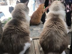 -喵屿·大理花园猫咖