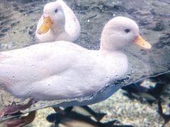 -合肥海洋世界