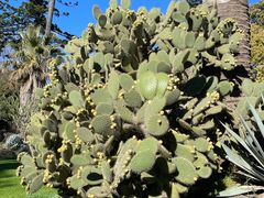 -墨尔本皇家植物园