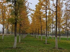 -汉长安城未央宫国家考古遗址公园