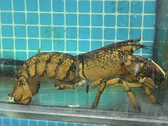 -兆辉木炭海鲜烧烤·海鲜小炒