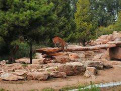 -北京野生动物园