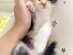 -瑞派·关忠动物医院·猫专科·犬专科(三环新城店)