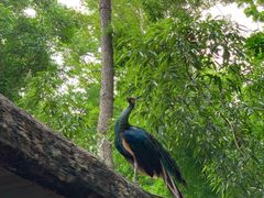 -清迈夜间动物园