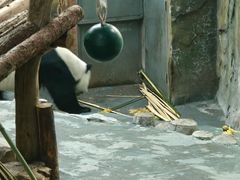 -青藏高原野生动物园